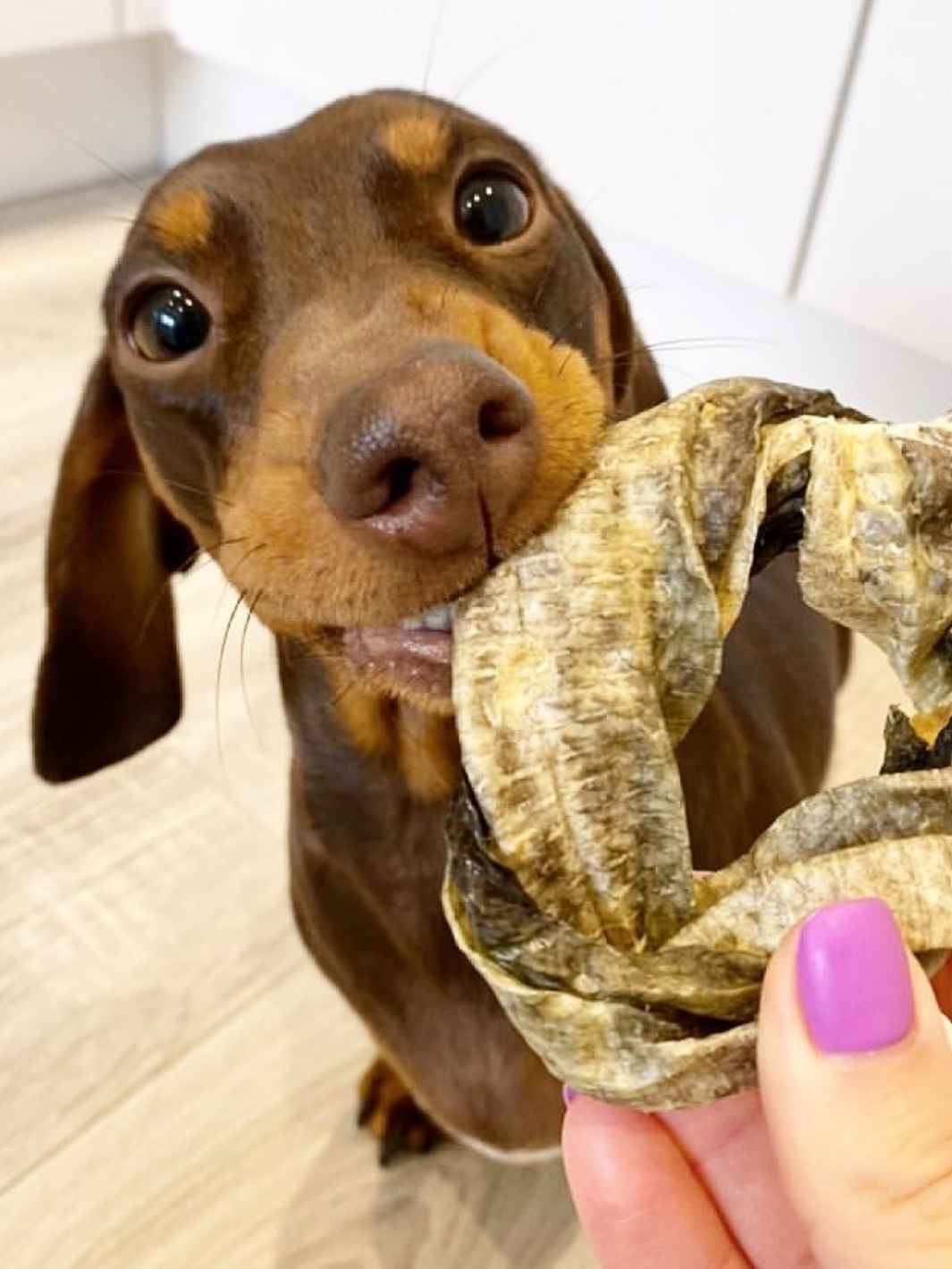 Anneaux de peaux de morue