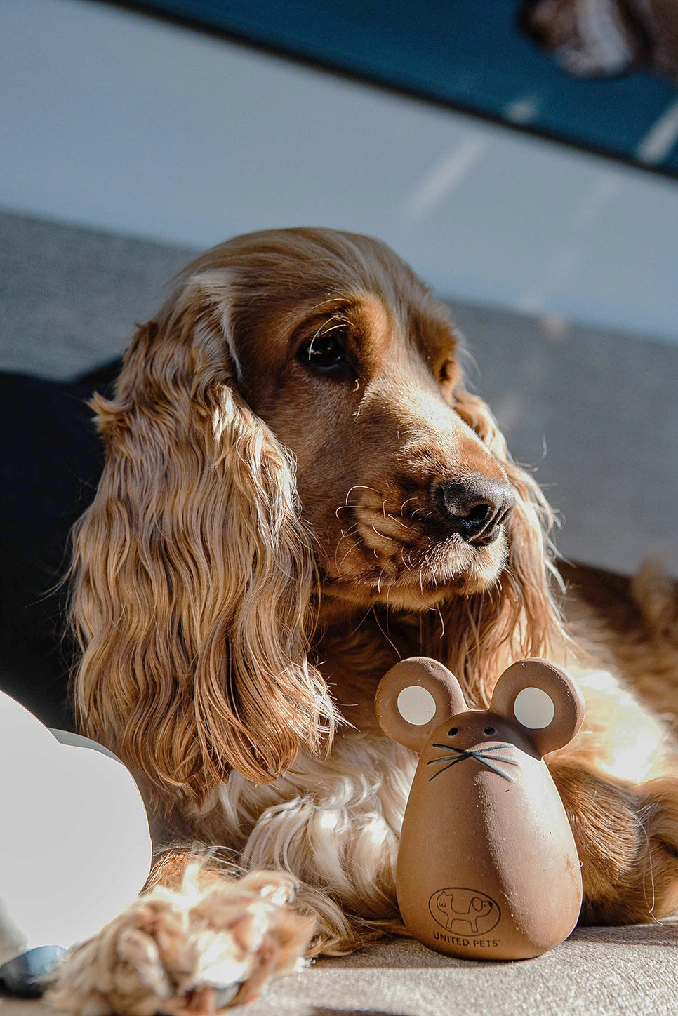 Tato la souris pour chiens et chats