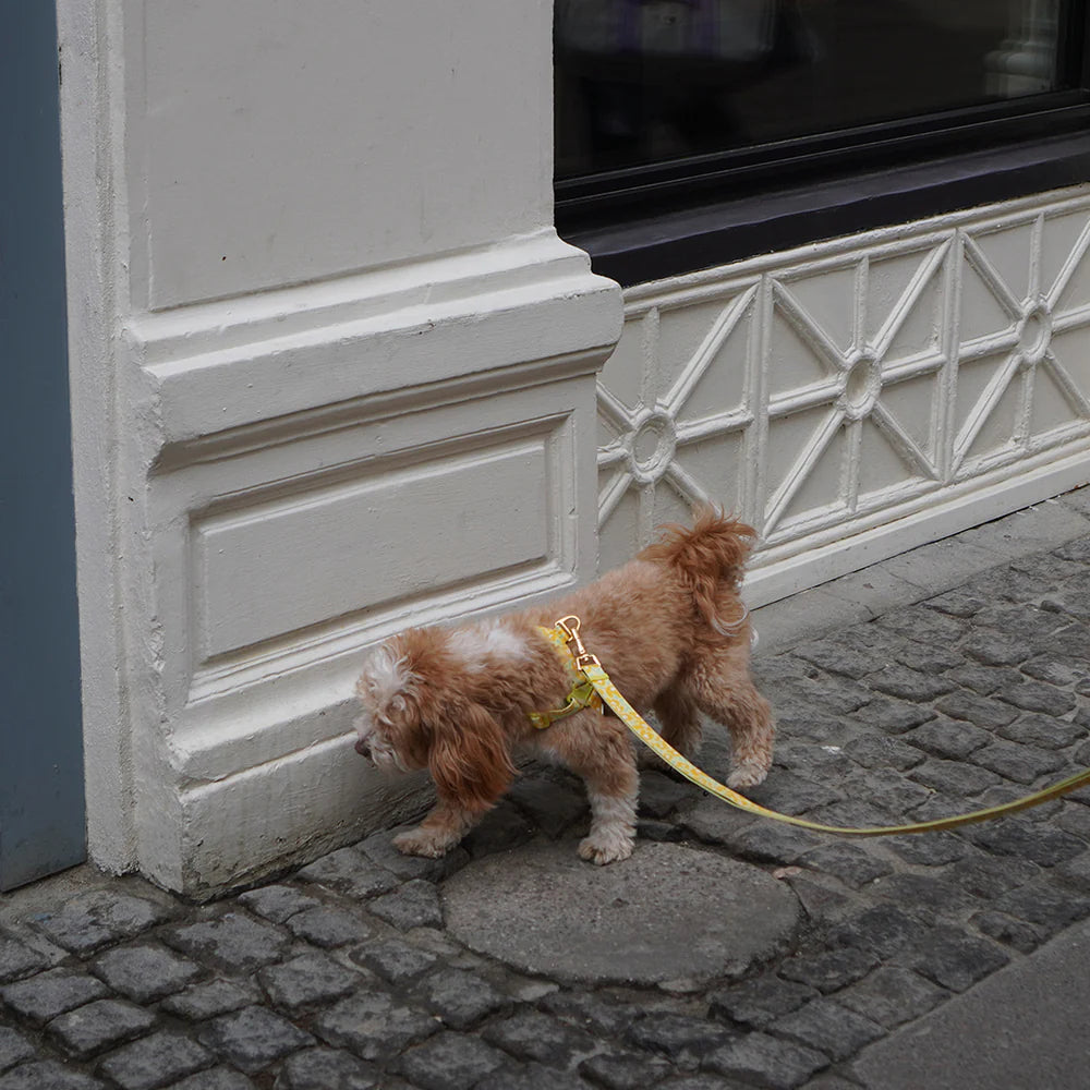 Laisse multi-positions Gentle Leash Bolt Long Big Fish