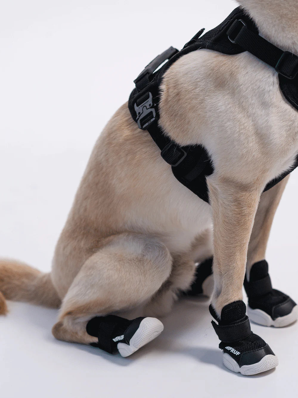 Basket pour chien Caesar 1