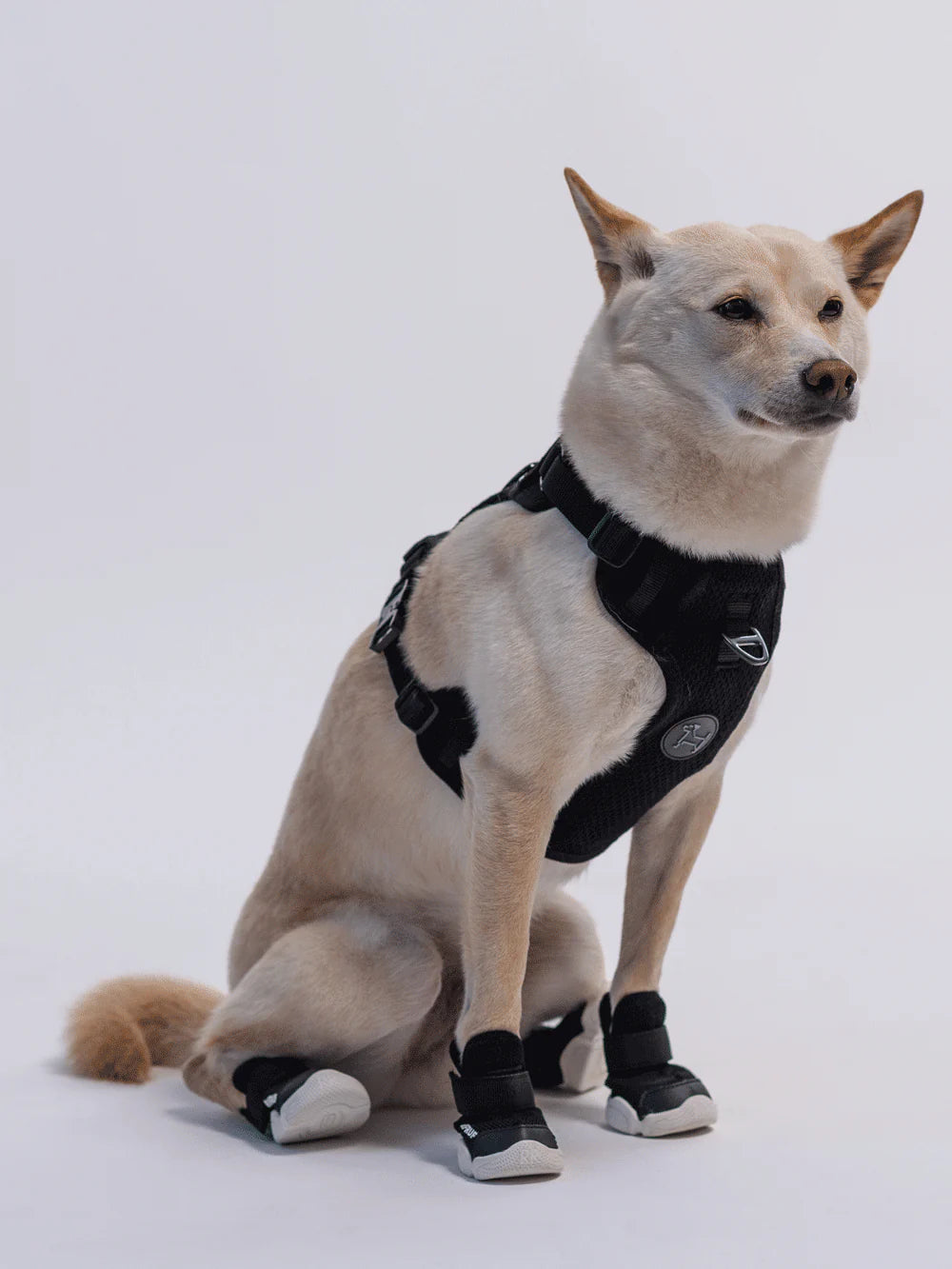 Basket pour chien Caesar 1