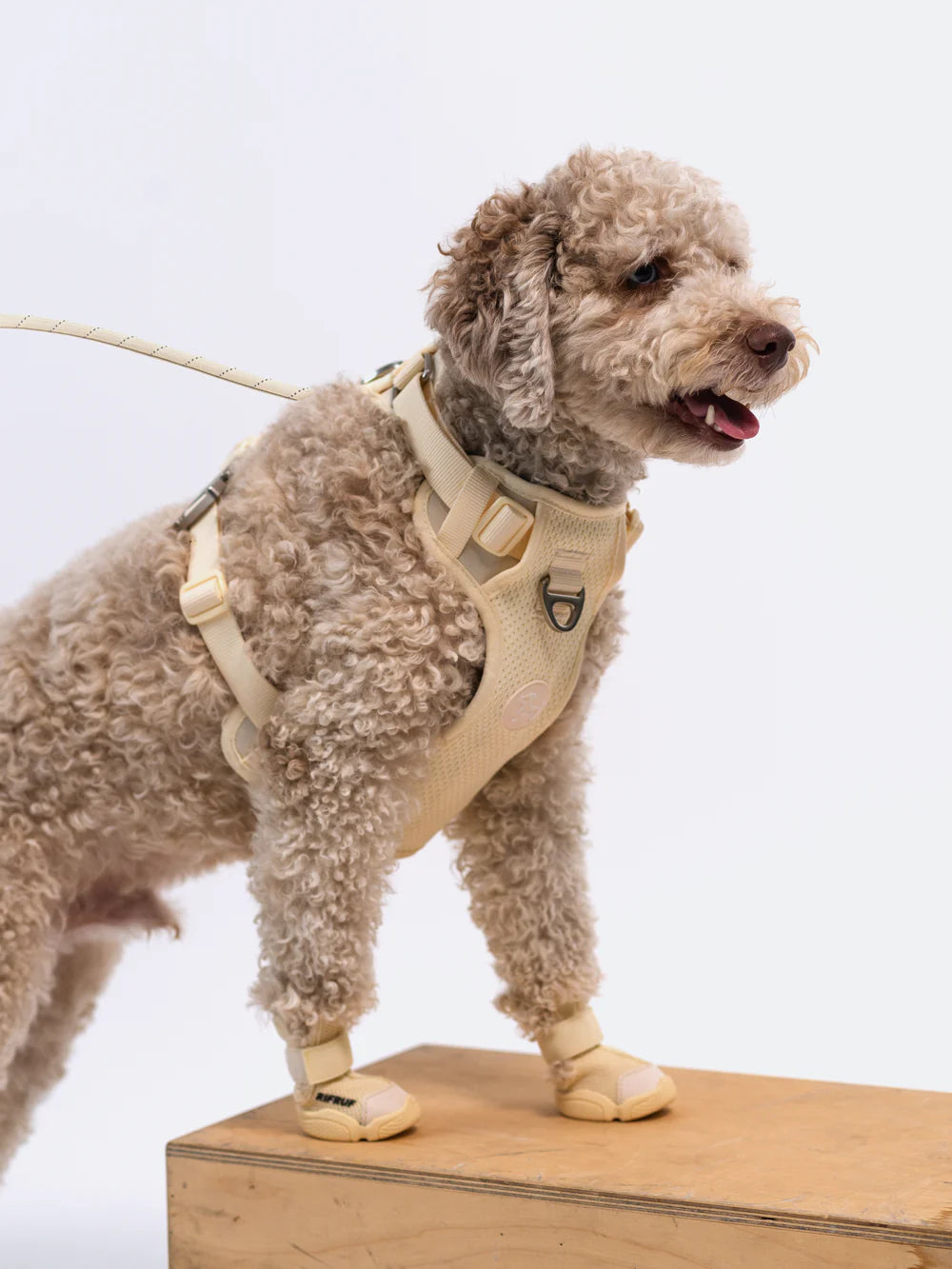 Basket pour chien Caesar 1