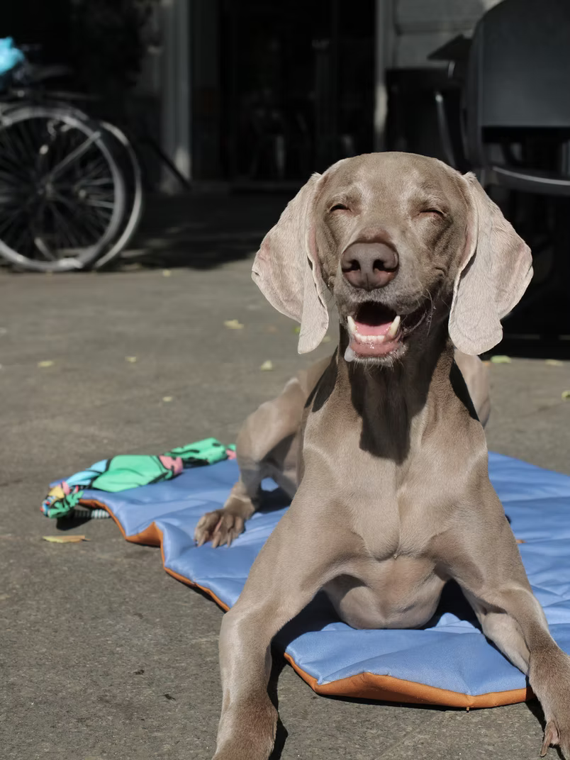 Tapis nomade pour chien Uh-Huh !