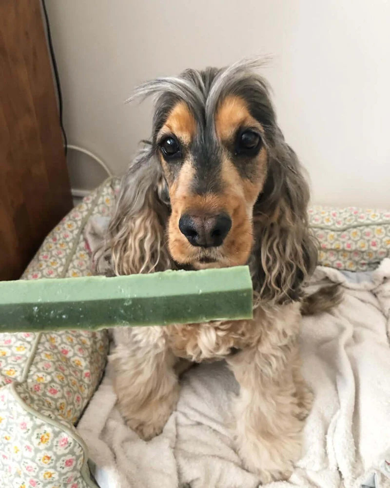 Sticks dentaires vegan