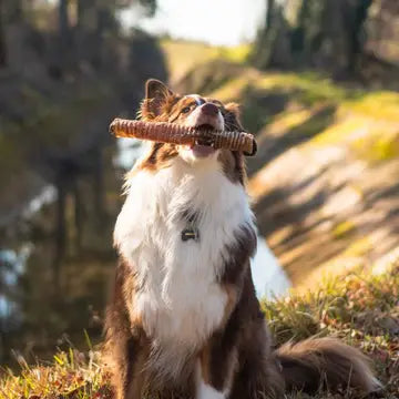 Trachées de bœuf pour chien 30 cm