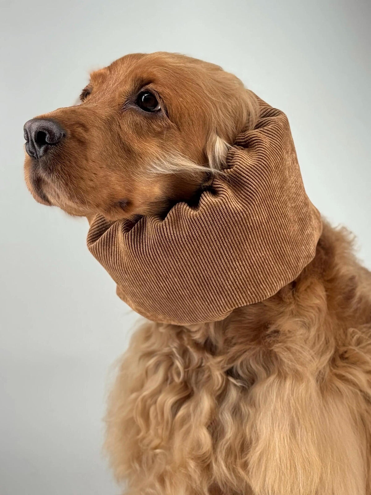 Snood velours côtelé Miel