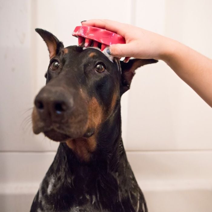 Brosse pour poils courts Zoom Groom