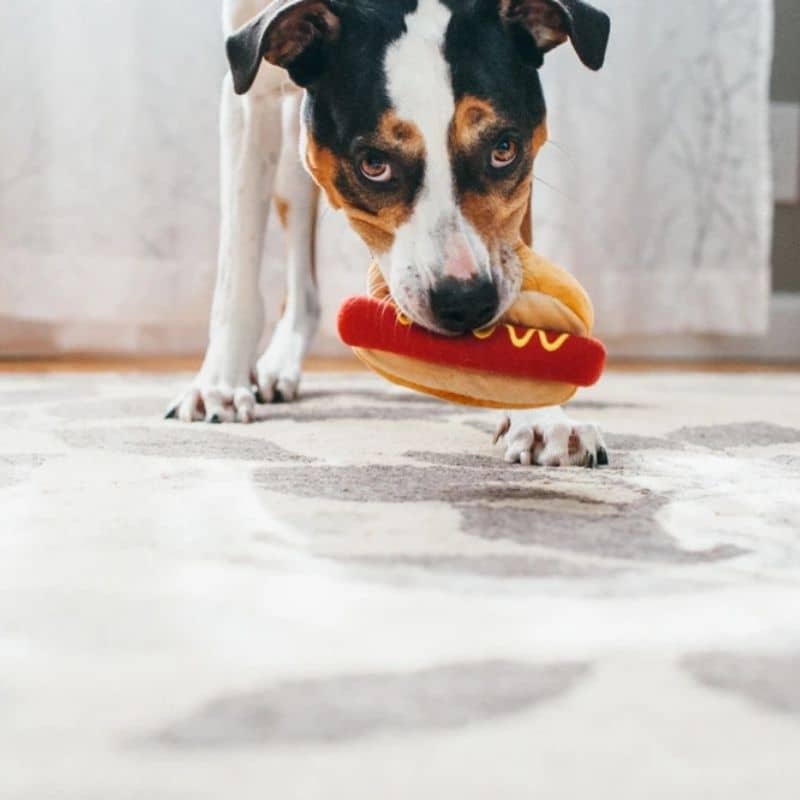 Jouet pour chien Hot Diggy Dog