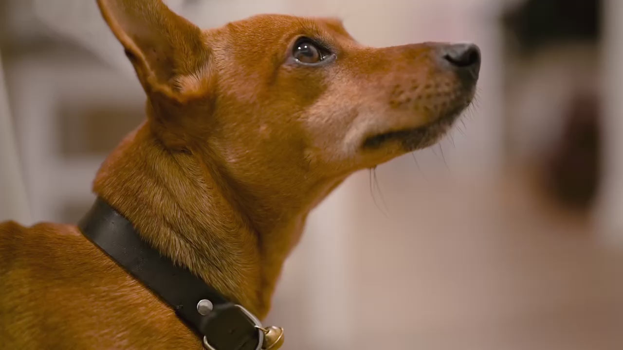 Charger la vidéo : 