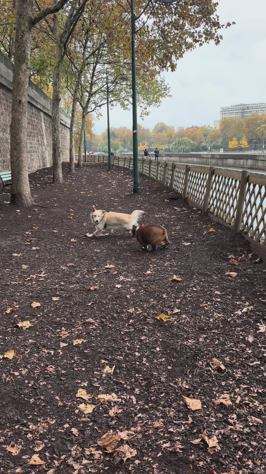 Charger la vidéo : 