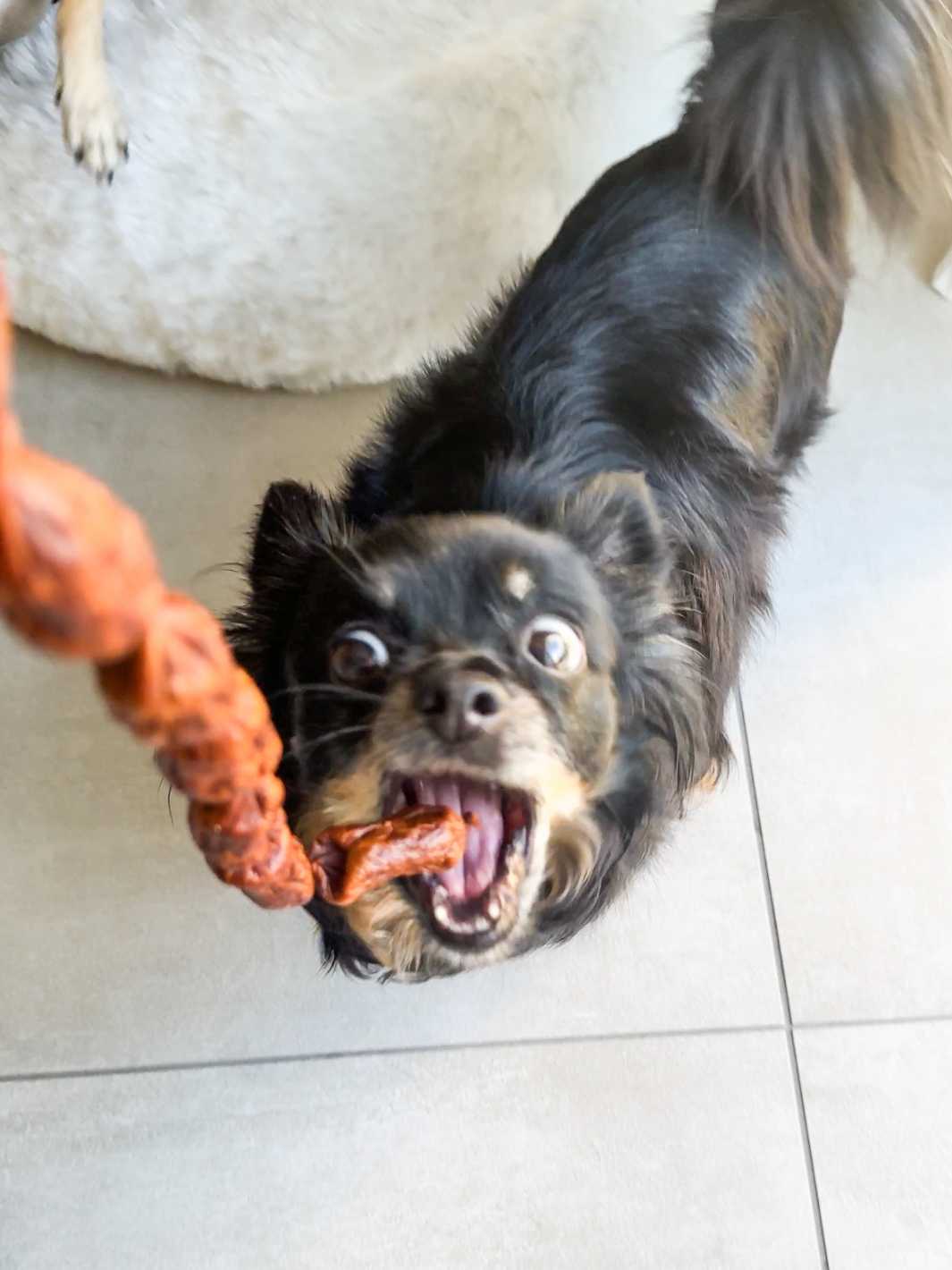 Friandises naturelles au cerf